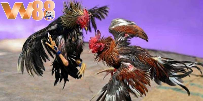 Trận đấu đá gà W88 Philippines là một trận đấu cực kỳ hấp dẫn