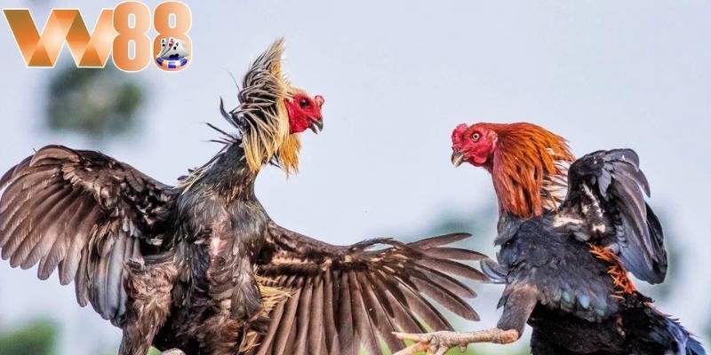 Người chơi cần phân tích kỹ các chiến kê tham gia