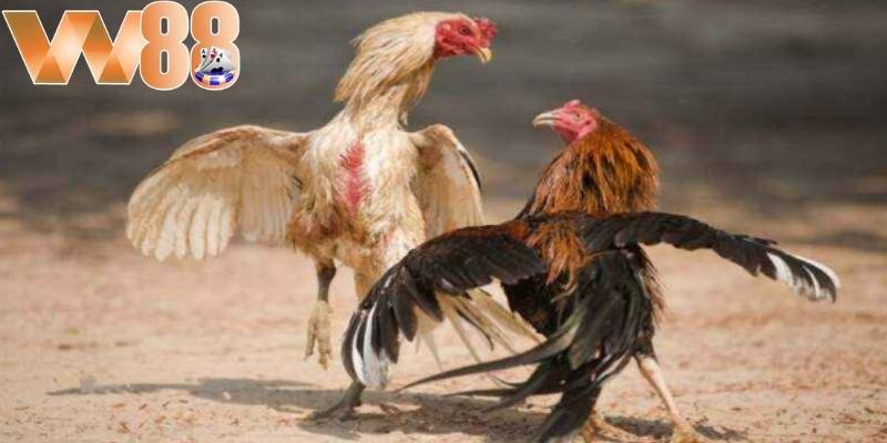 Điều thu hút được nhiều người chơi là sự hấp dẫn trong từng trận đấu