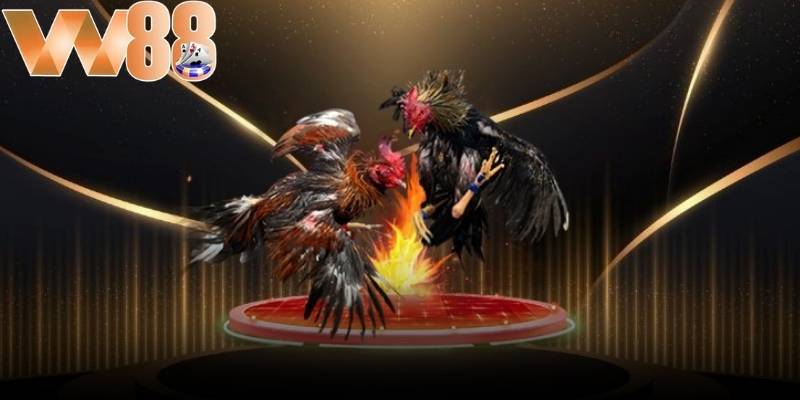 Đại Chiến Gà Đỏ và Gà Vàng là một trong những trận đấu nổi bật