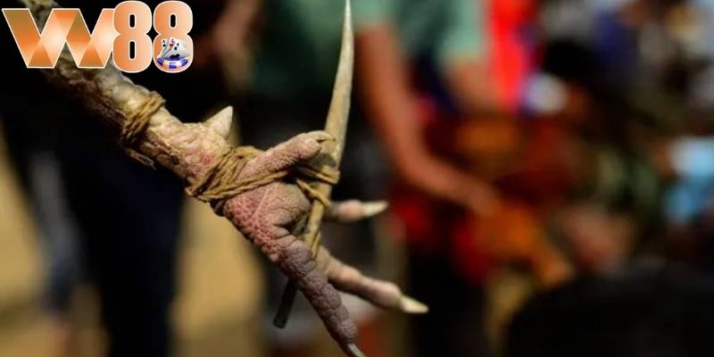 Chọn trận đấu có tỷ lệ cược cao là một lựa chọn hợp lý